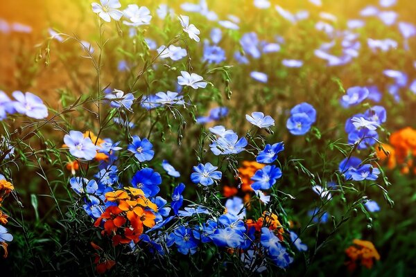 Viele Blumen wachsen auf der Sommerwiese