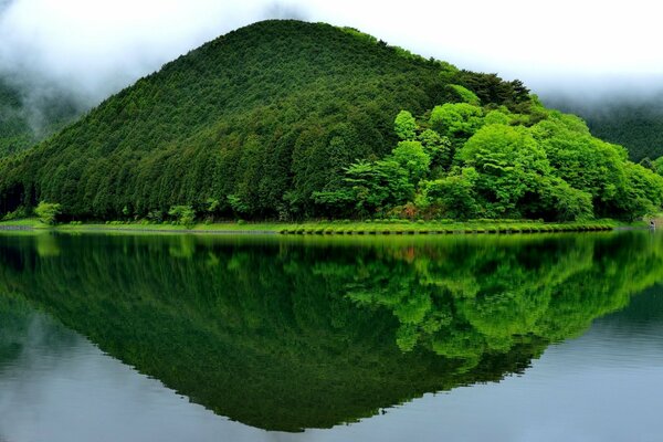 Saftiges Grün in der Reflexion des Sees