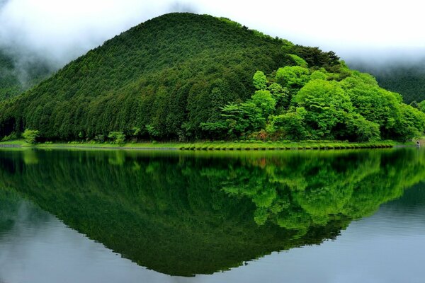 Juicy greenery in the reflection of the lake