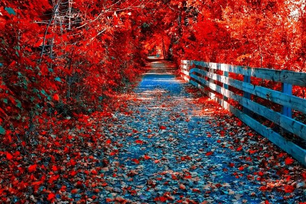 Camino de otoño dorado, pinturas de árboles rojos