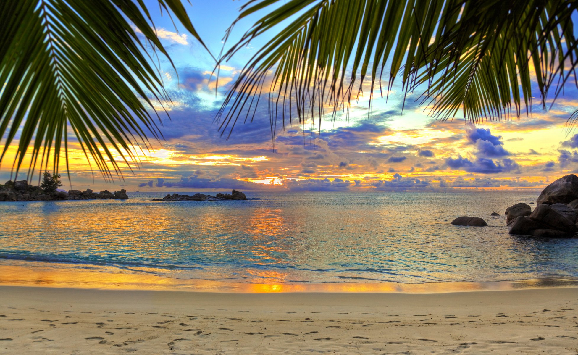 ea beach palm trees nature