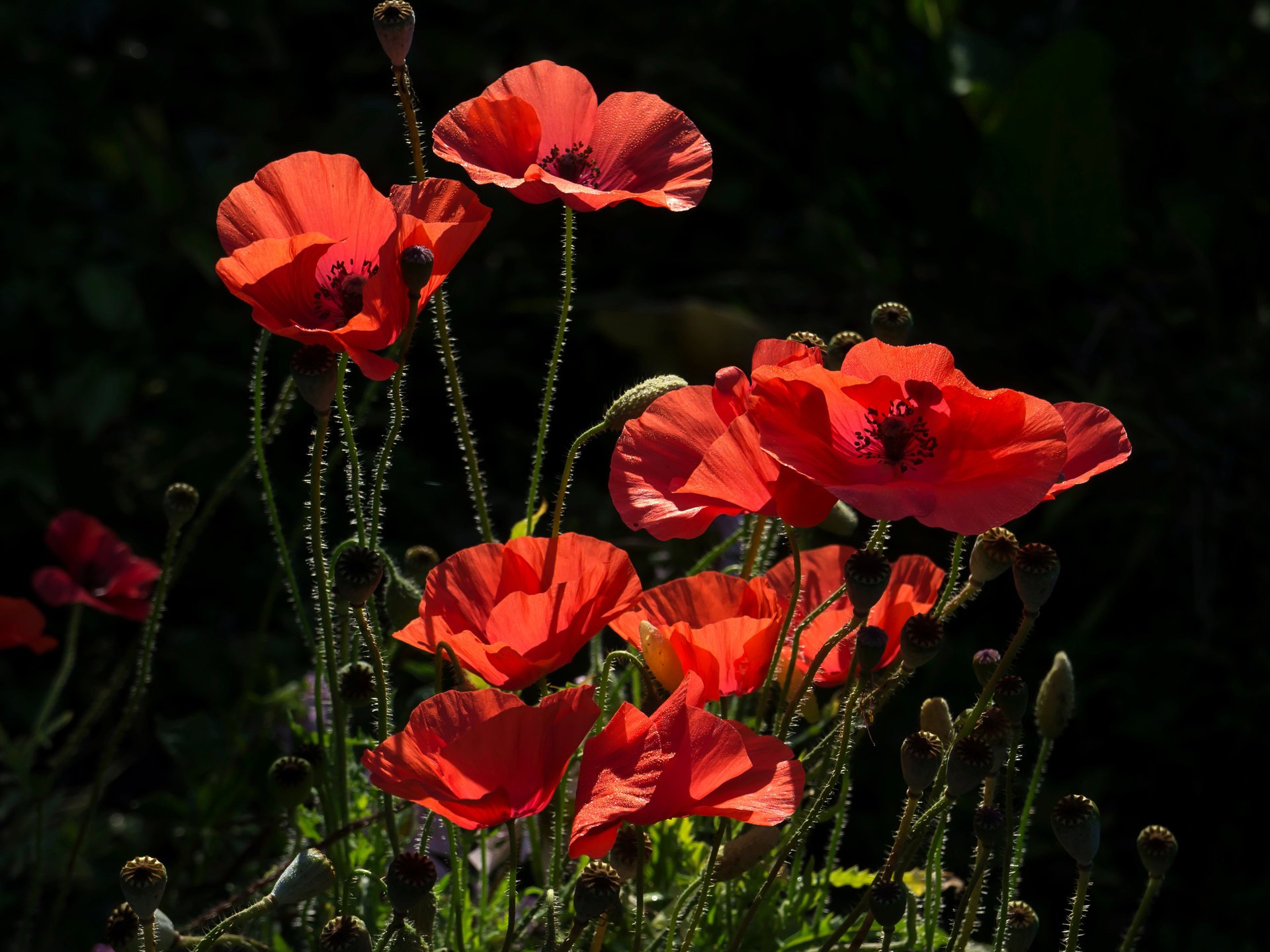 fiori papavero primo piano rosso