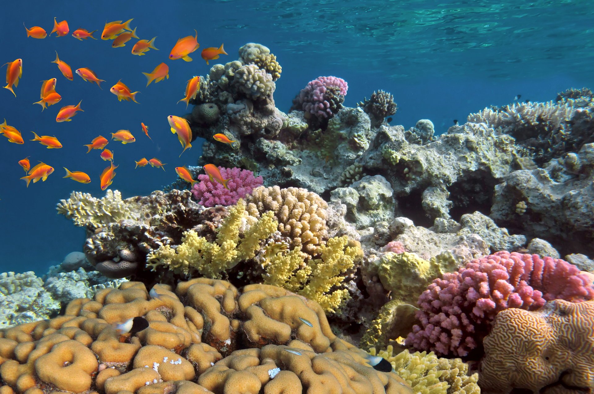 monde sous-marin coraux poissons animaux