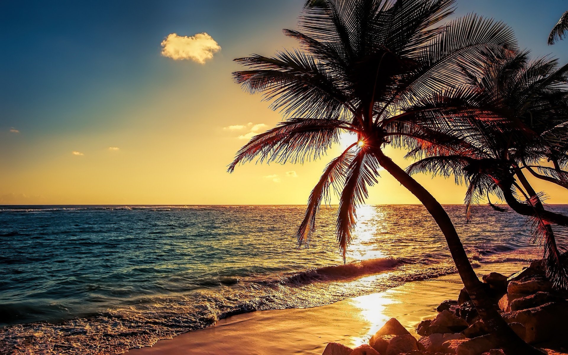 palm trees stones beach beautiful