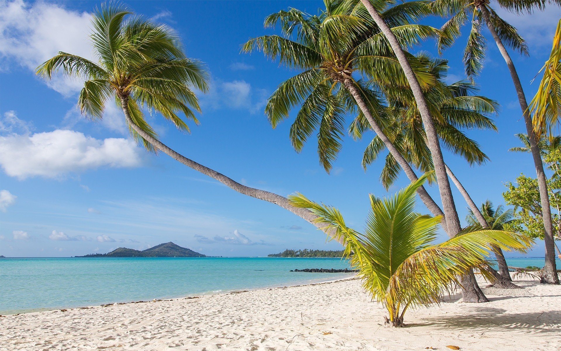 bora bora naturaleza trópicos playa palmeras hermoso