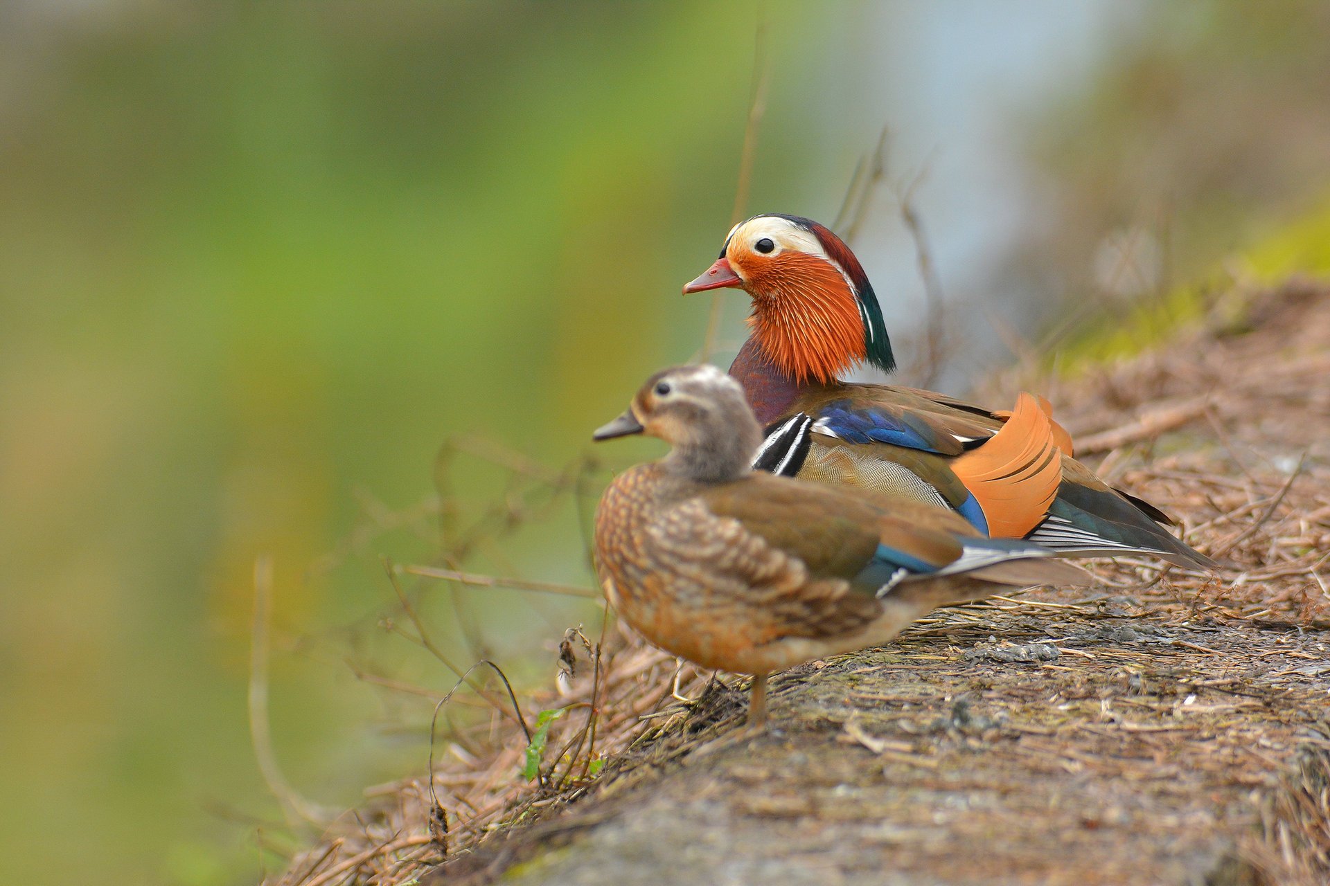 mandarines oiseaux canards deux