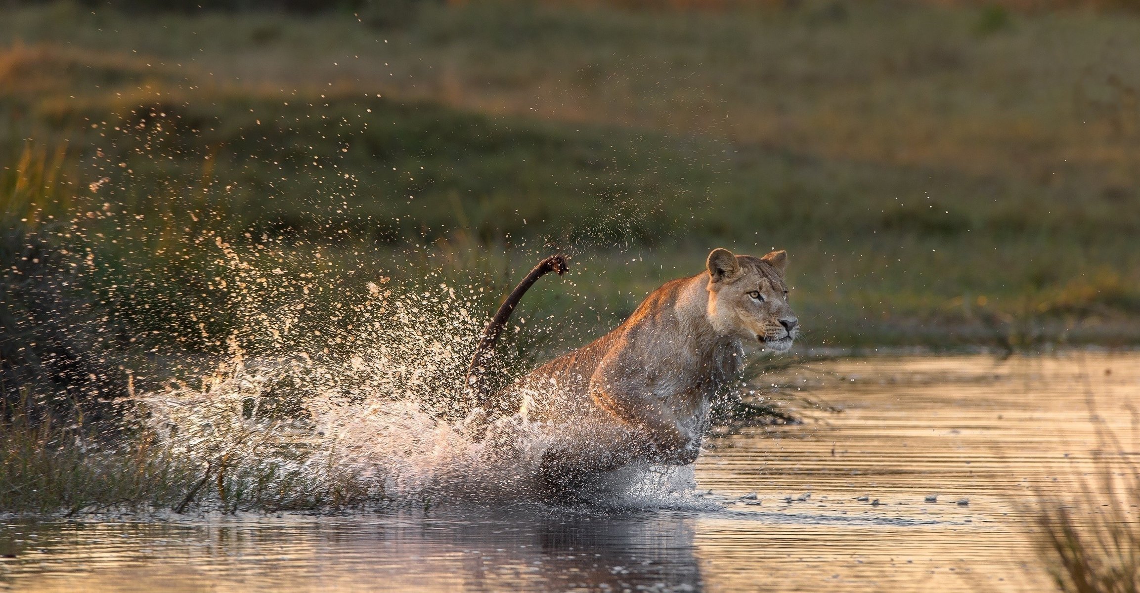 situazione leonessa gatto predatore caccia