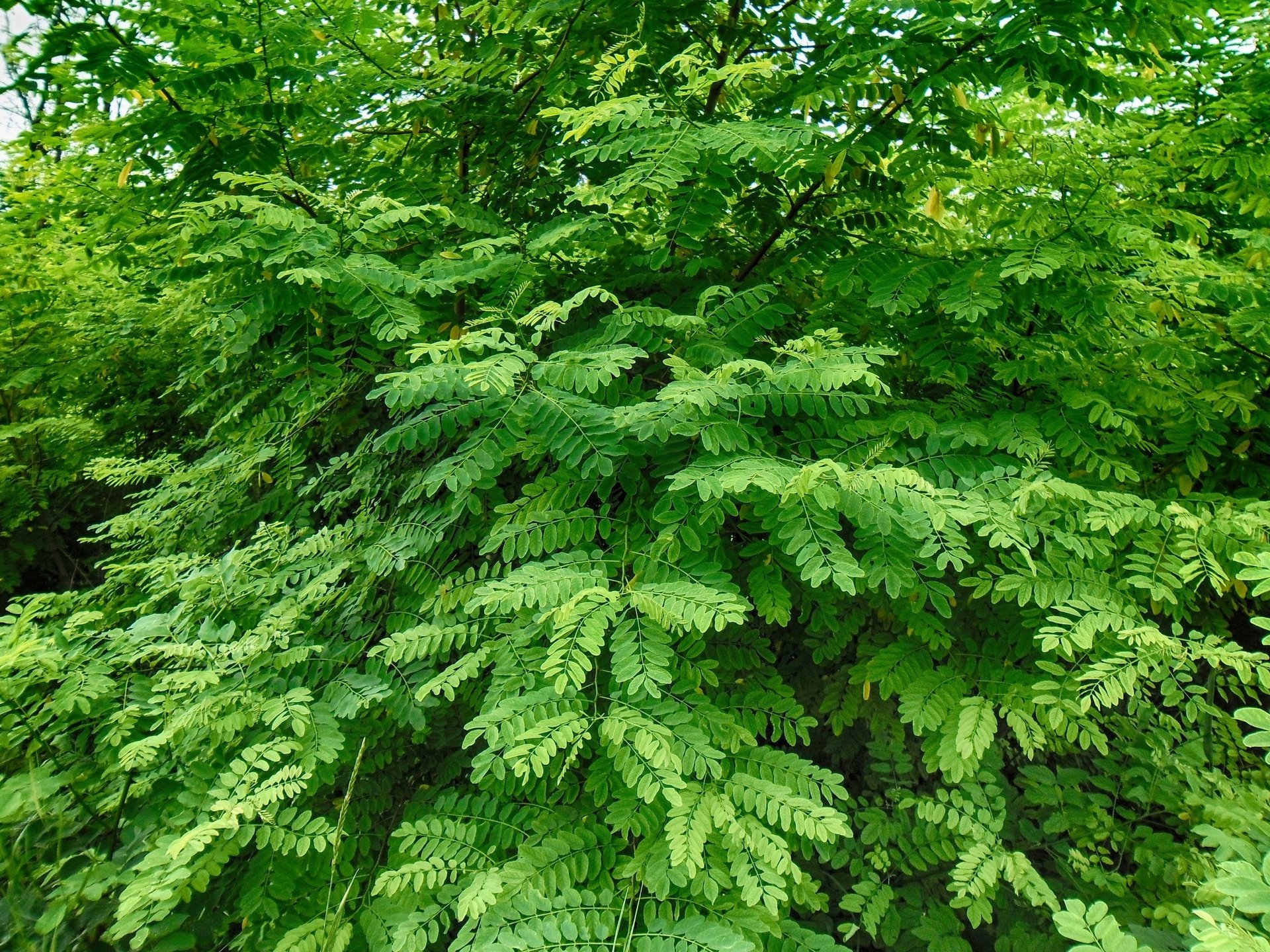 tree leaves branches acacia