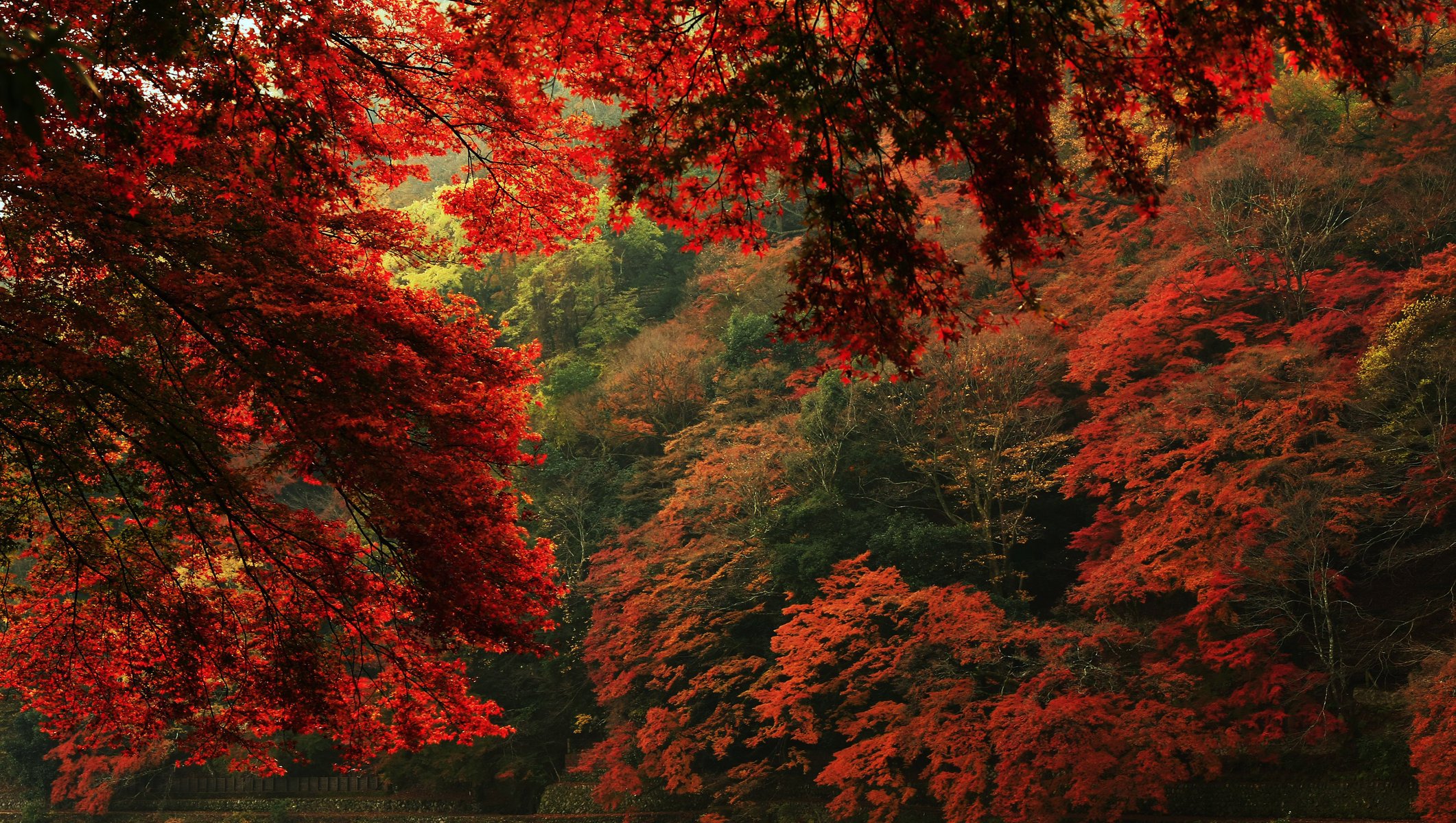 otoño hojas ramas naturaleza