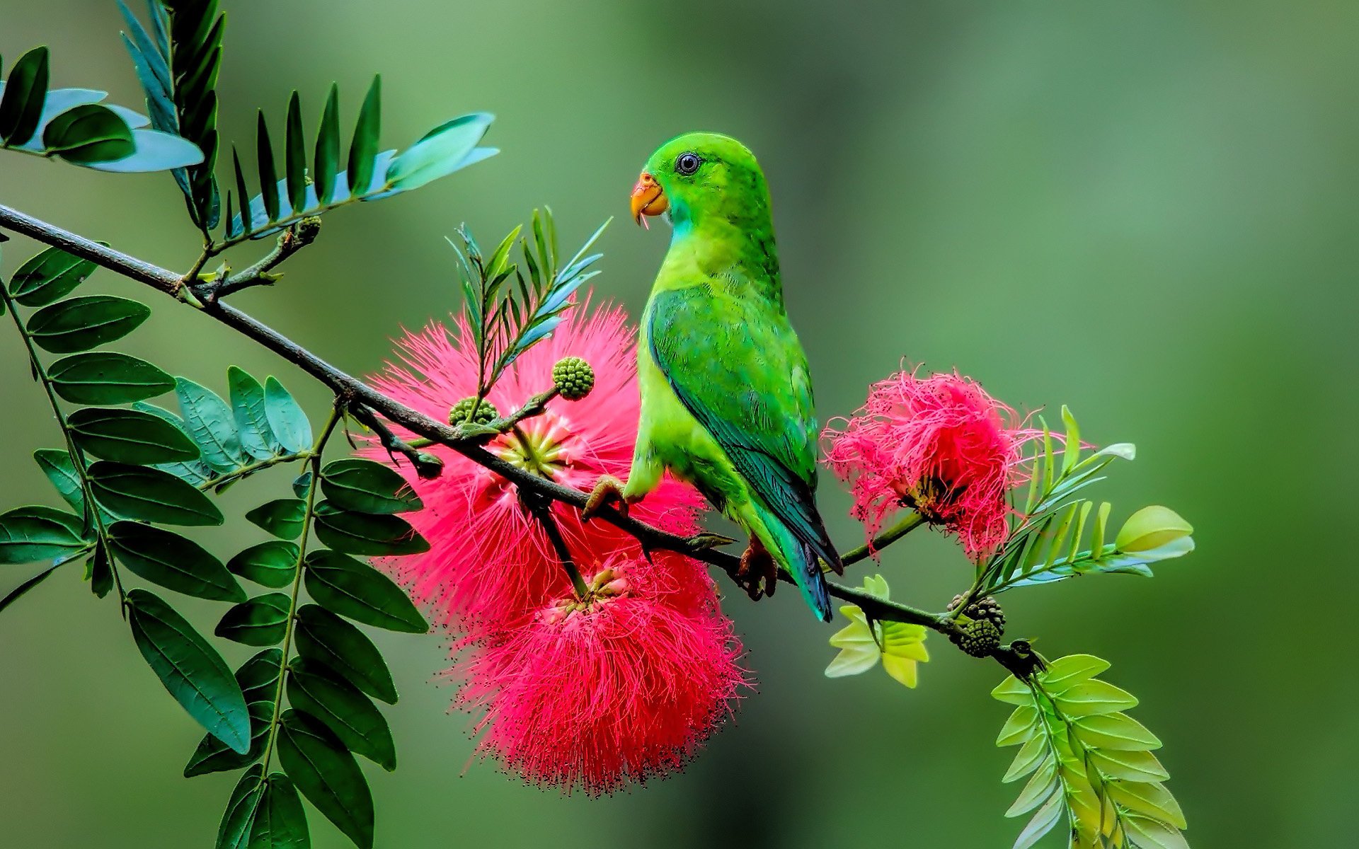 nature oiseau fleur