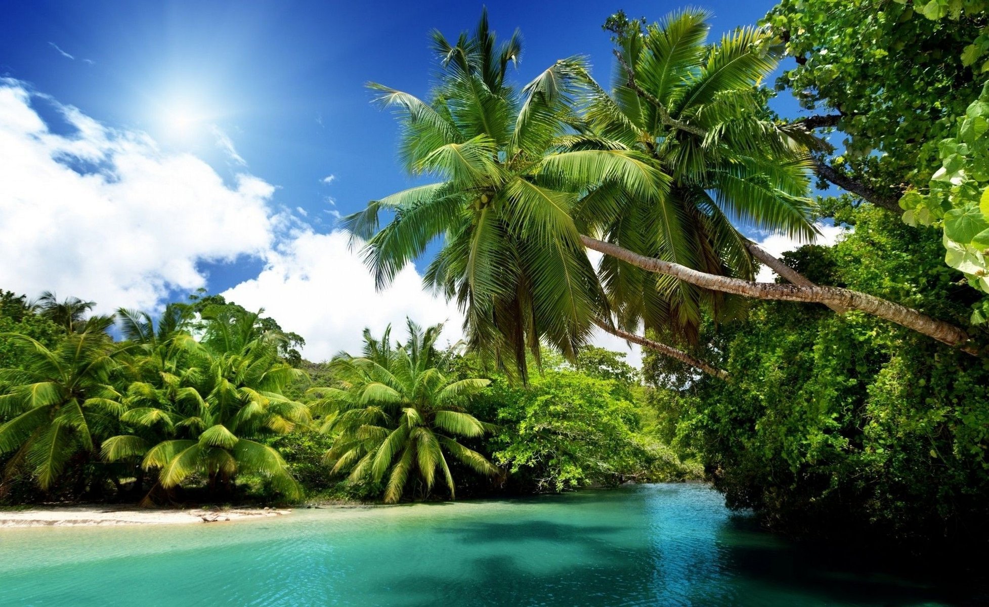 nature tropics the sun sea palm trees the ocean