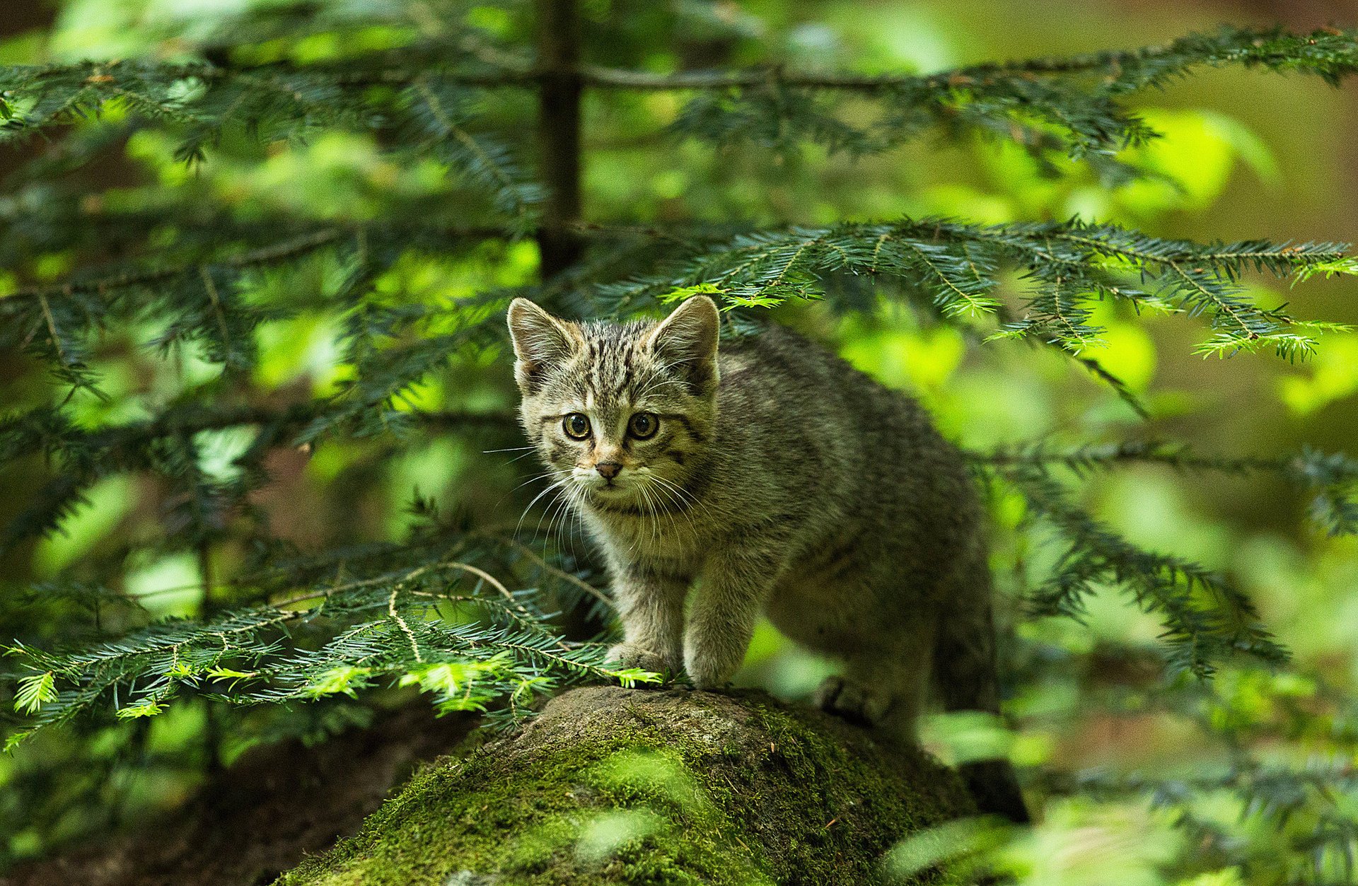 chat chaton forêt sapin pierre chasseur