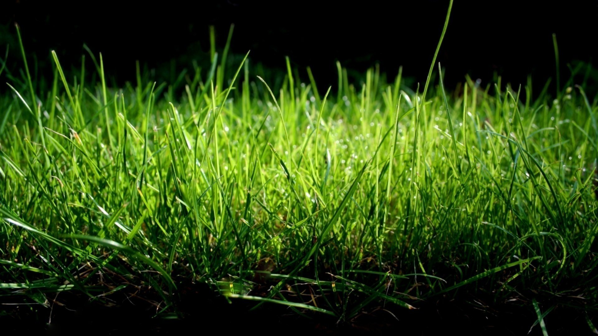 macro photo grass lawn