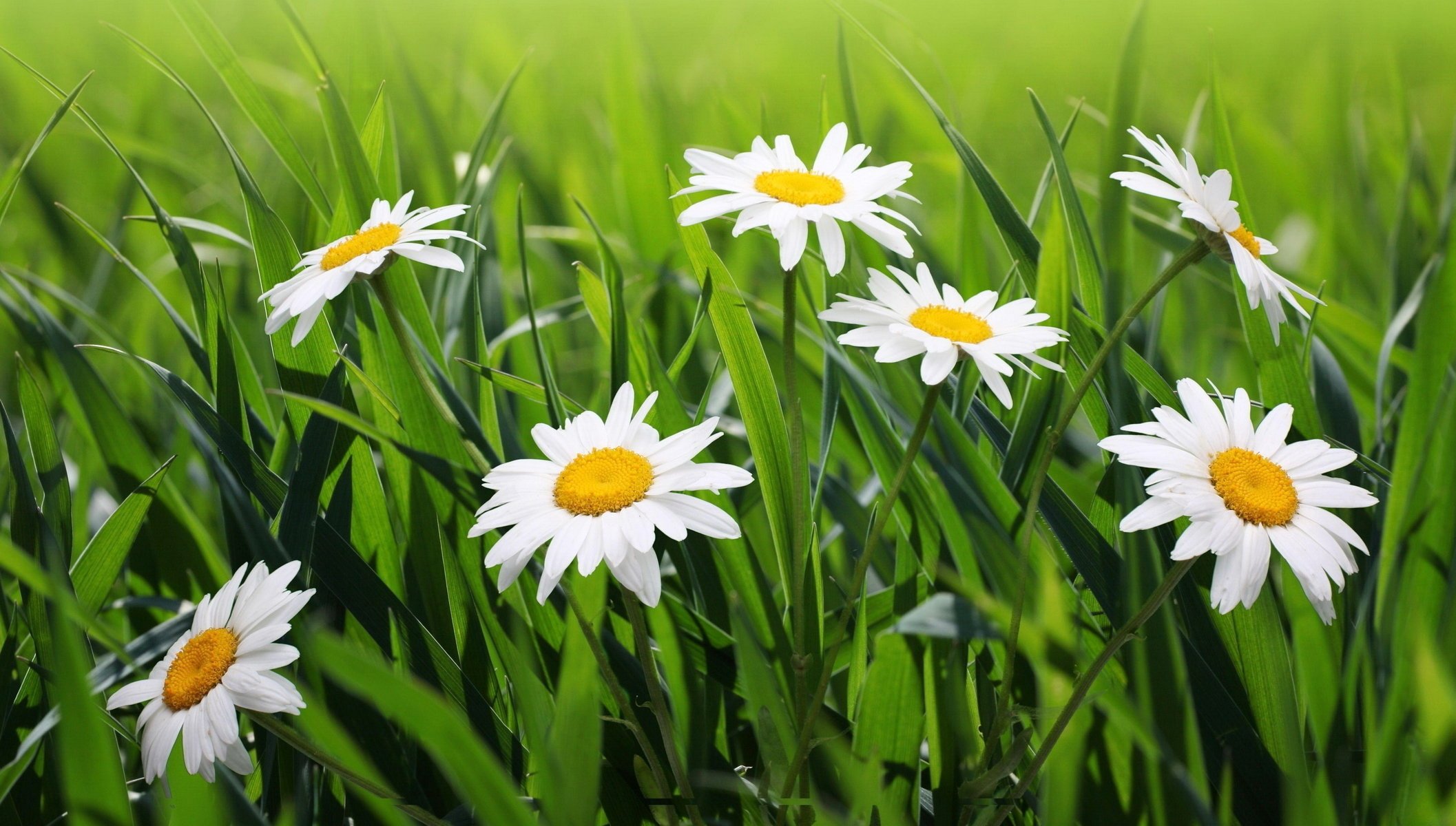 flowers chamomile gra