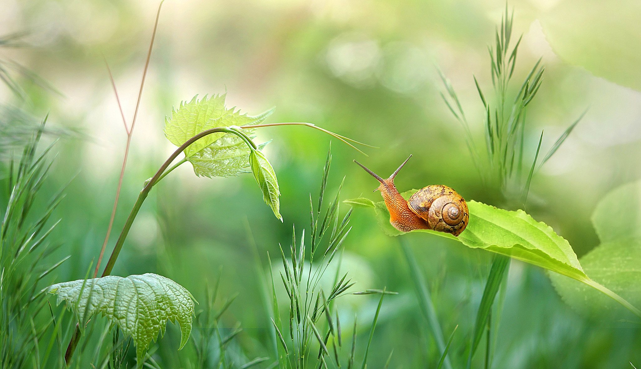 ummer grass snail macro