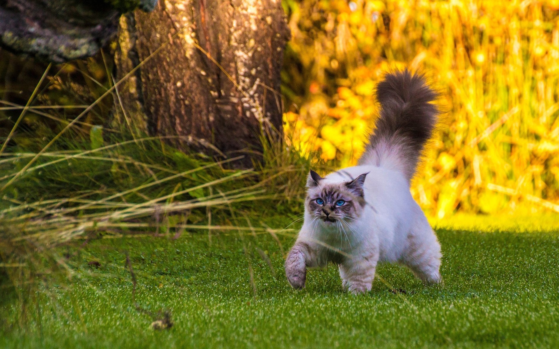 burmese walking on the grass cat