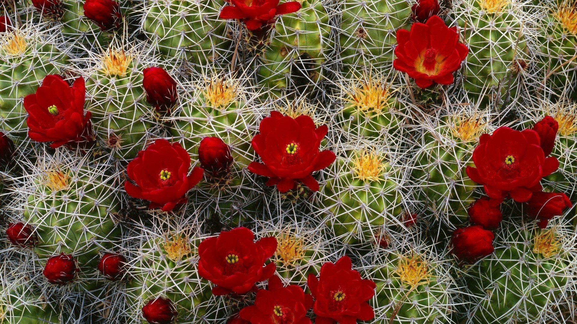 fleurs cactus gros plan rouge