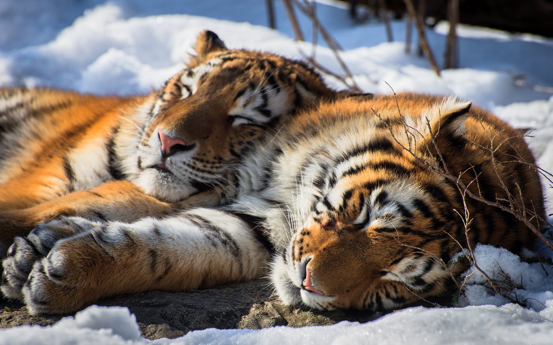 tiger schnee winter taiga