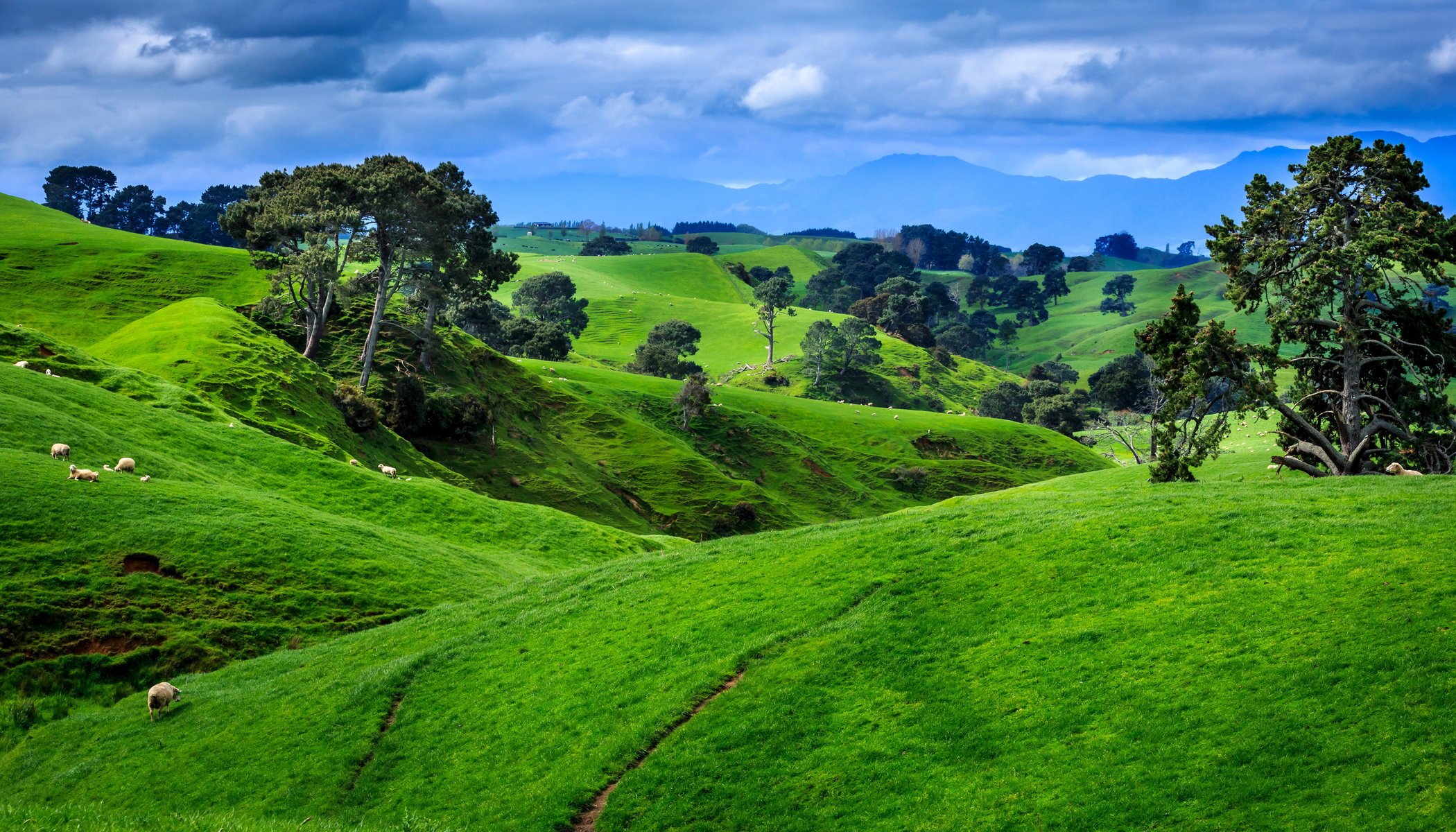 nueva zelanda paisaje prado árboles naturaleza verano