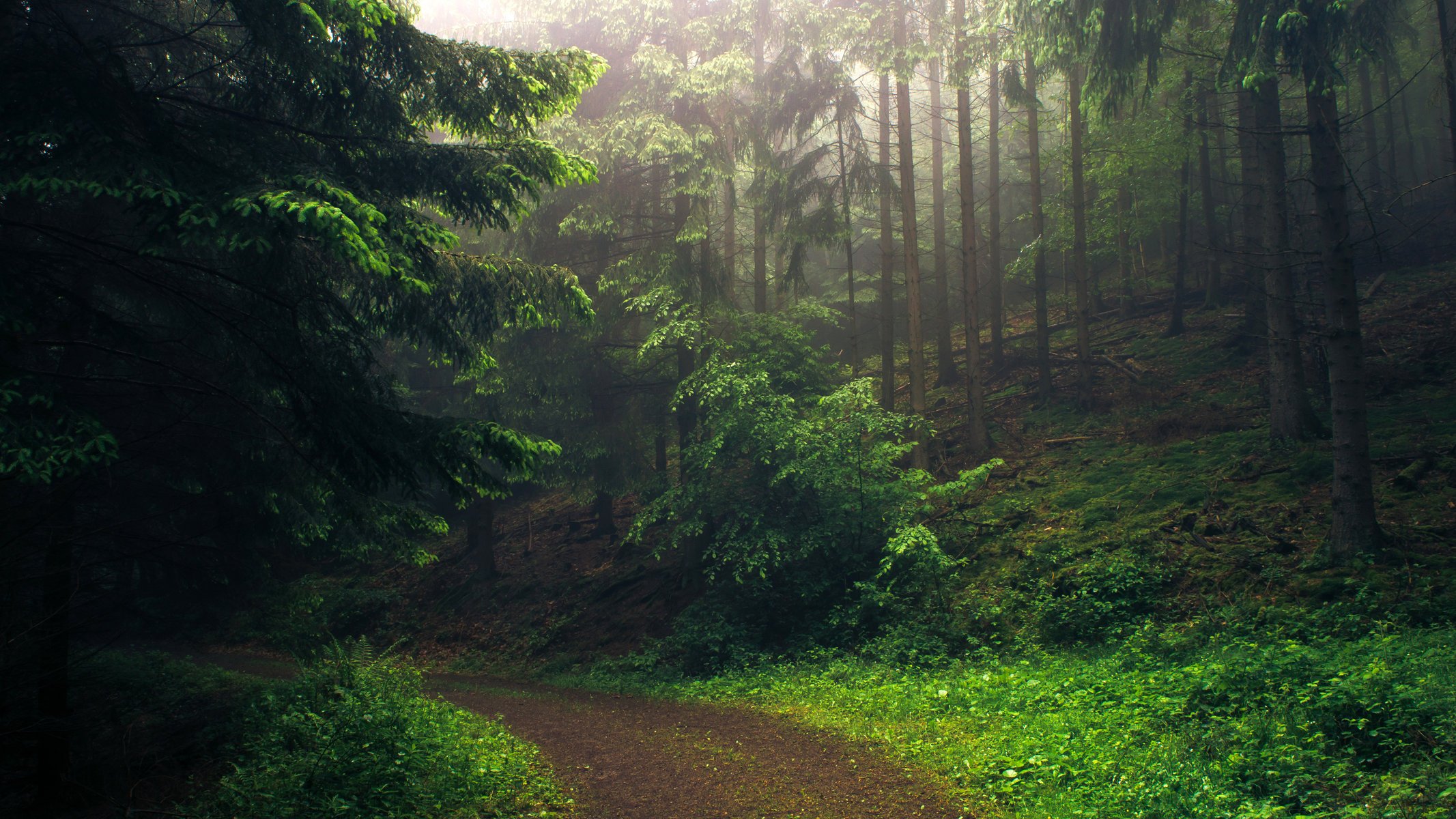 natura foresta sentiero montagna mattina bello