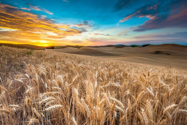 Sunset and dawn in a wheat field