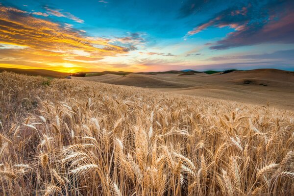 Coucher de soleil et l aube dans un champ de blé