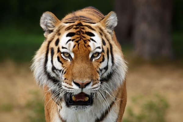 Tiger close-up is beautiful