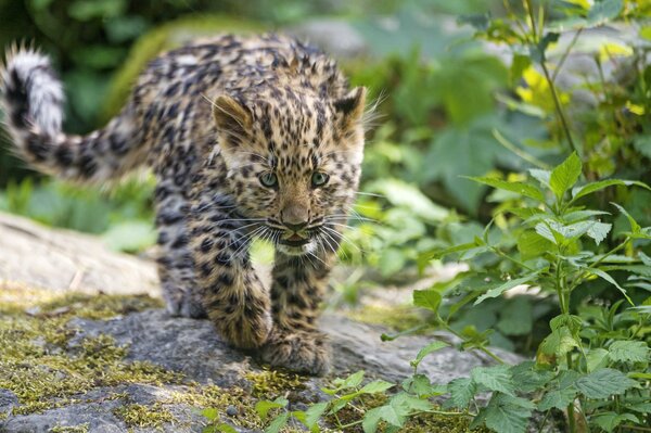 Un cachorro de leopardo sale a cazar