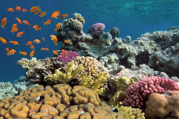 Podwodny świat. Kolorowe korale