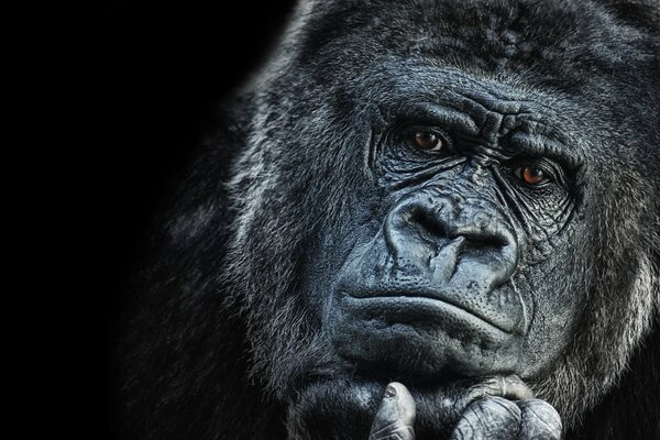 A brooding gorilla. Photo in color