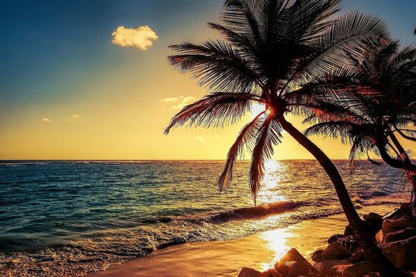 Tall palm trees on the shore of the evening ocean