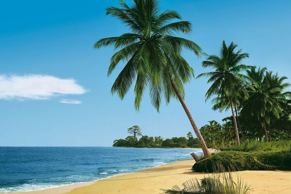 Morze i palmy-rajskie miejsce