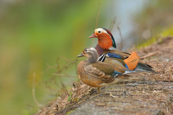 Charming pair of mandarin ducks