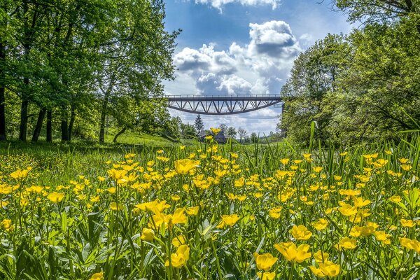 Buttercups bloom near the bridge in Ukraine