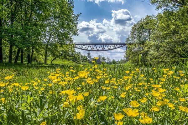 Лютики цветут возле моста на Украине