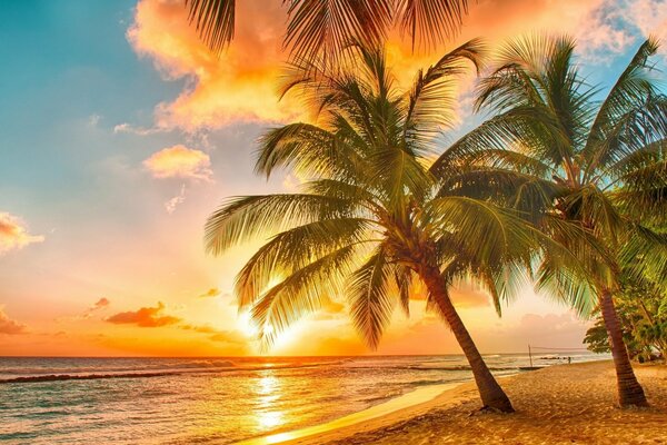 Nature in summer in the tropics where palm trees beach ocean