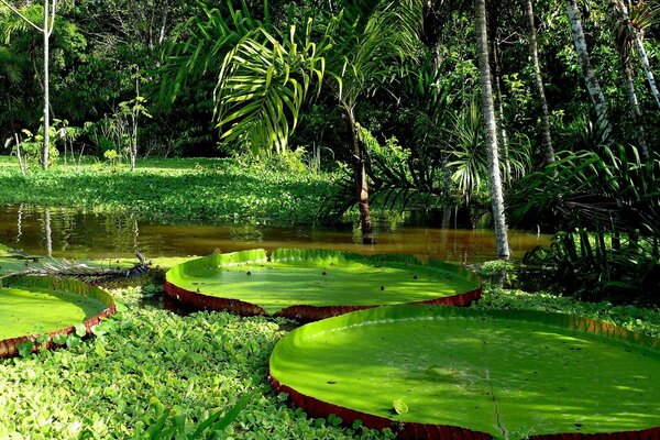 Naturaleza tropical. Río tranquilo