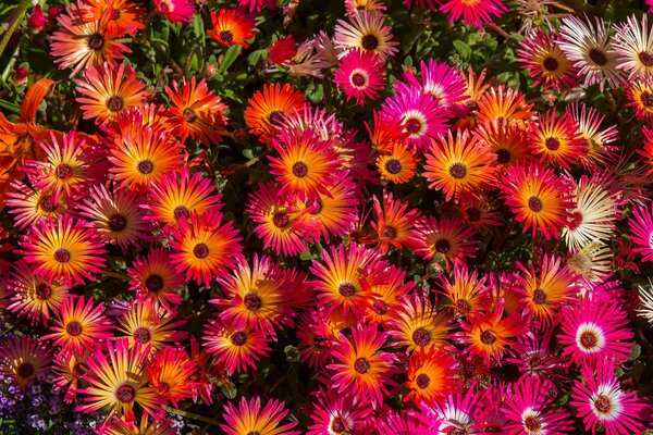 Hermosas flores brillantes en el macizo de flores