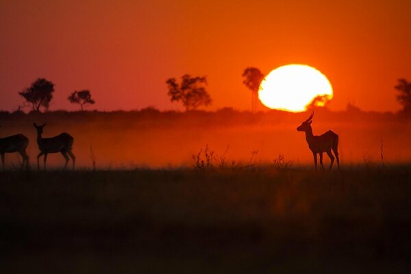 Antilopen vor dem Hintergrund eines roten Sonnenuntergangs in Afrika