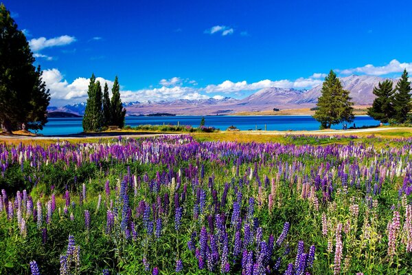 Die Landschaft ist wunderschön mit einem Fluss, einem Feld mit einem Fingerhut