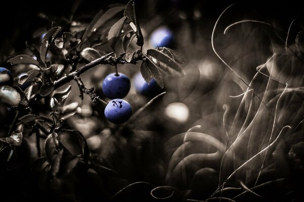 Photo of fruit berries on a dark background