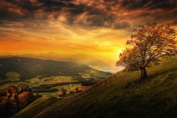 Paisaje suizo árbol al atardecer