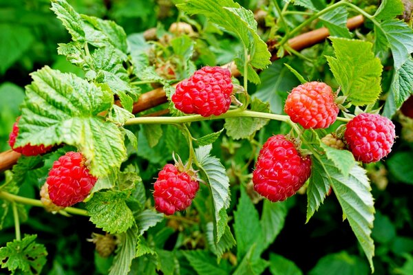 Raspberry berry bush wallpaper