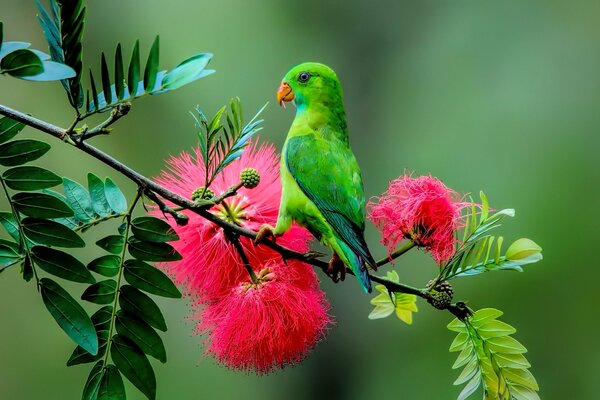 Exotic branch of a plant with a parrot