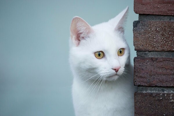 Le regard d un chat blanc est beau