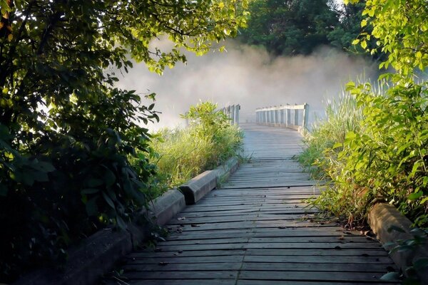 Puente que sale en la niebla en verano