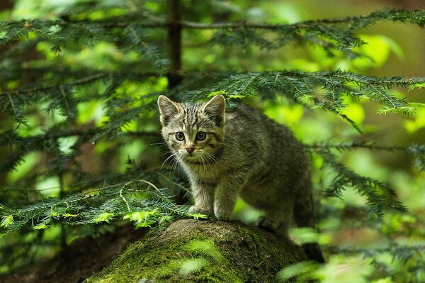 Katze jagt im grünen Wald