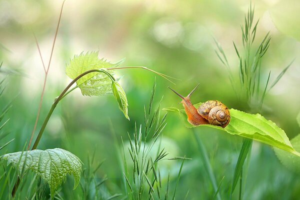 Escargot dans l herbe en été