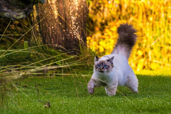 Прогулка бирманской кошки красивое фото