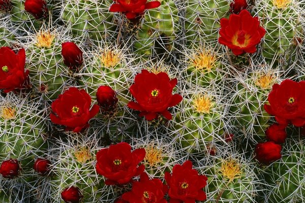 Primo piano di cactus con fiori rossi